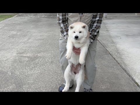 犬の動画サムネイル - 元気いっぱい過ぎてじいちゃんに捕まる柴犬、子熊みたいで可愛い