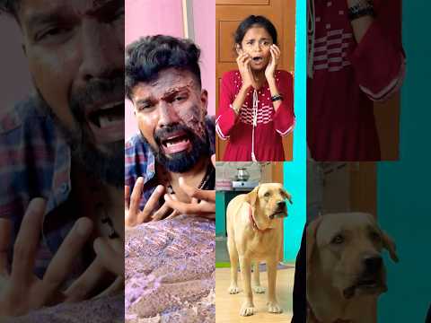 🥰Real Dog Love story-1❤️🥰watch till end❤️ #labrador #doglover #goldenretriever #doglove #puppies