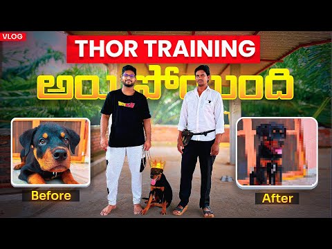 మా THOR (Rottweiler Dog) Training అయిపోయింది ..!! 😍 - Munna Bhai Gaming - Telugu Vlogs