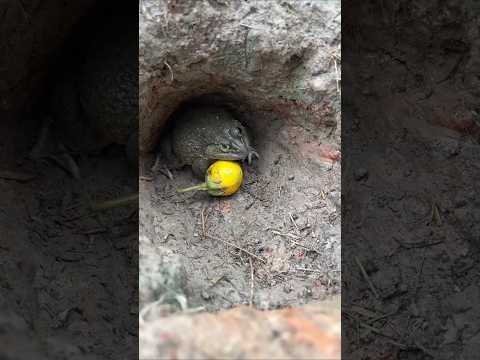 ขอมะเขือหน่อย #frog