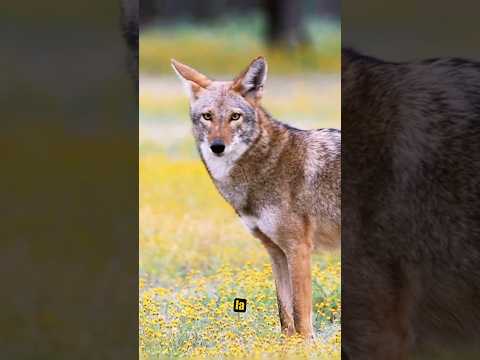 ¡Coyote Intenta Cazar Husky Siberiano! #coyote #vs #huskysiberiano #animalessalvajes