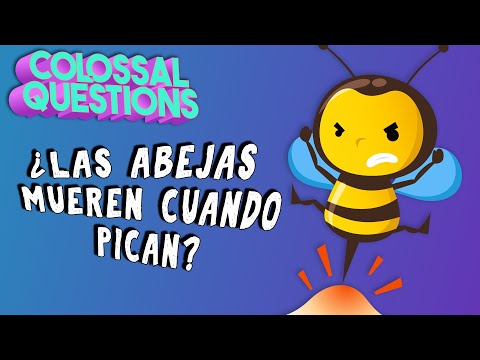 ¿Por qué mueren las abejas después de picarte? | PREGUNTAS COLOSALES