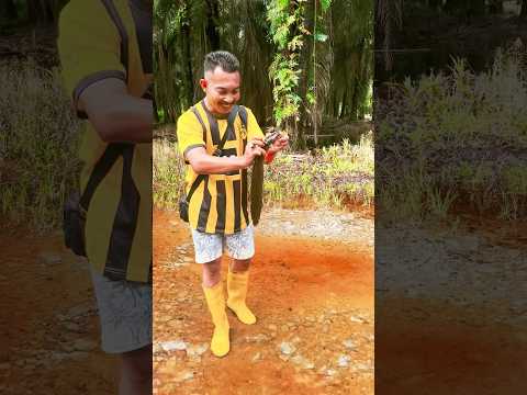 Harta karung di kebun sawit #kebunsawit #petanisawit #sawit #kelapasawit #kulisawit