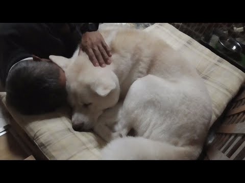 【秋田犬ゆうき】寒い夜はおでことおでこをピッタリくっ付けて一緒に同じ夢を見ながら寝てます【akita dog】