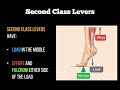 Levers in the Human Body