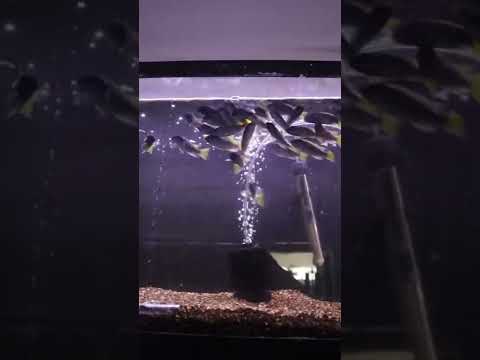 Aquarium *Fish* Room (Over 50 Fish Tanks) 