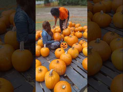 That time #fall  #youtubeshorts  #viralvideo  #subscribe