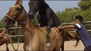 Big horse enjoy with strong style breeding with female young horse