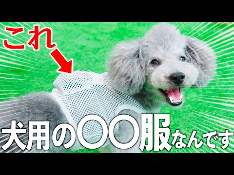 🐶【夏の救世主】世界初!?の犬用の空調服を買ってみた！