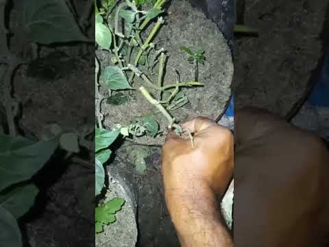 নাম কি এই ফুলের? #funny #flowers #viral #ytshorts #youtubeshorts #shorts