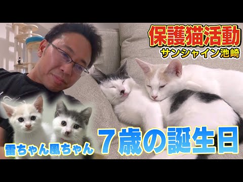【風ちゃん雷ちゃん】サンシャイン池崎家で初めての誕生日パーティーに保護猫ブルボンが・・・