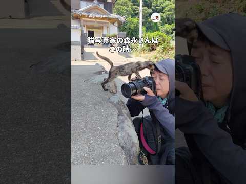 猫写真家とサビ猫の思わず笑顔になるハプニング映像 サムネイル