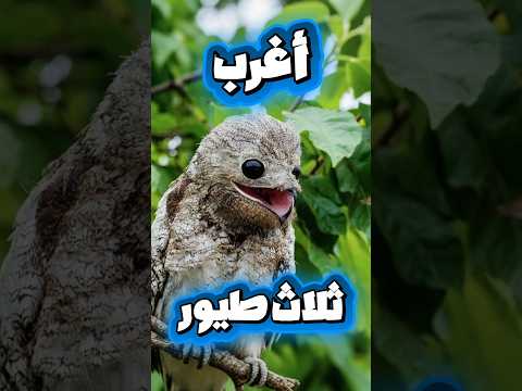 ٣ طيور لو ما تصورت ما كنت صدقت إنها موجودة! 😱"