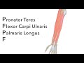 Muscles and Arteries of the Forearm