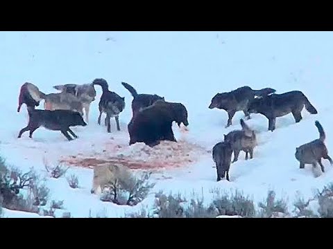 Волки Окружили Медведя!  Вот Что Было Дальше...