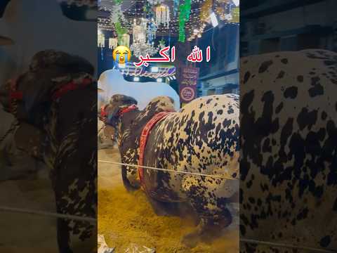 So sad ๐ญ๐๐น๐ฅ #animals #eid #bakra #cow #qurbani #camel #ziba #beautiful #bari #eiduladha