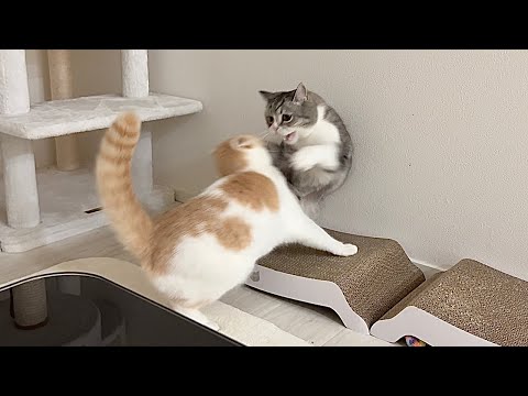 珍しく兄に逆らってみたら100倍返しされた猫がこうなっちゃいましたw