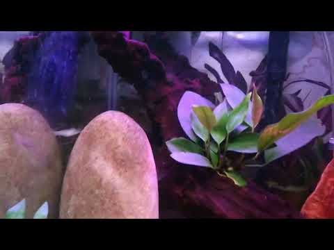 An update of my fish room with some changes. Hello, I have changed a few things around in my fish room , so I wanted to share them with you 
Than