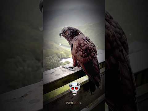 bird scream sound 💀 #edit #shorts