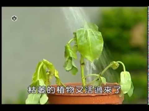 3植物體內水分的輸送 - YouTube(3分04秒)