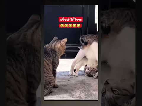 แมวตลกๆฮาๆ #funny #ตลกฮาฮา #ตลก #คลายเครียด