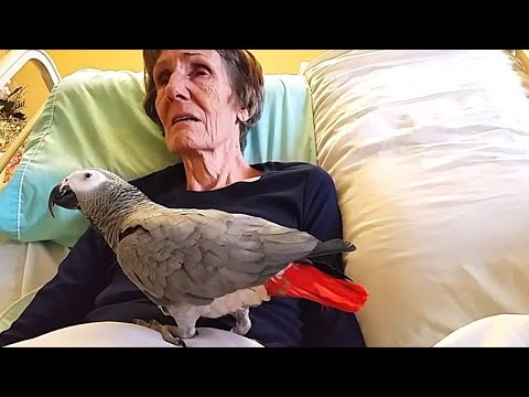 Una Mujer Moribunda Se Despide De Su Loro. La Reacción Del Pájaro Te Hará Llorar