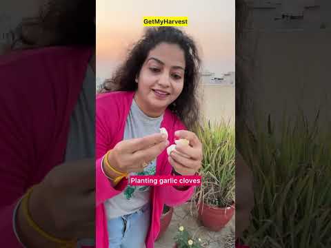 Ek shaam terrace garden pe || GetMyHarvest Terrace Garden #shorts