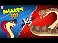 Understanding Snakes and Their Environment