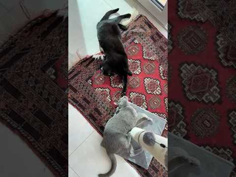 Episode 2: Whoโs the real black cat? #cat