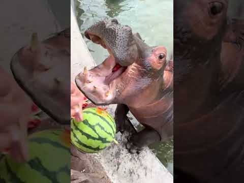 Hippopotamus eat watermelon in one bite, but Hippopotamus eat watermelon. Animal confusing behav