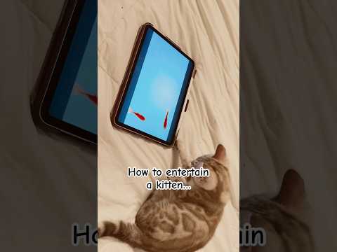 How to entertain a kitten…and yourself #cat #pets #funnycats #kitten #catblogger #happycat