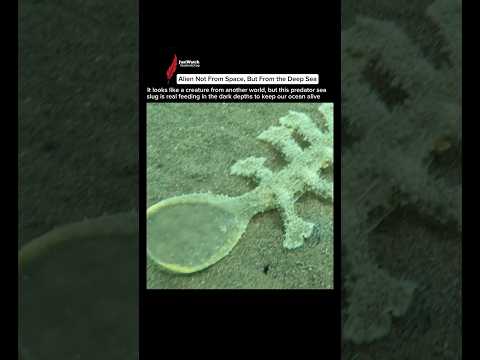 Found Something Terrifying in the Deep Sea #marinebiology #seaslug #facts #shorts