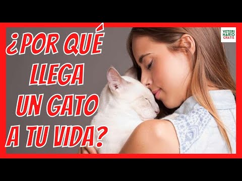 ¿PORQUE LLEGA UN GATO A TU VIDA? 💘 ¿CÓMO ELIGEN LOS GATOS A SUS DUEÑOS?