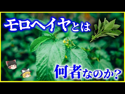 【ゆっくり解説】クレオパトラも食べていた!?「モロヘイヤ」とは何者なのか？を解説/有毒部分に注意…！味噌汁がおすすめ