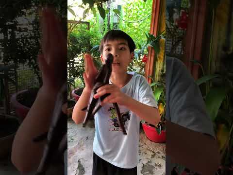 Làm cậu ba hết hồn 🤣 #youtubeshorts #funny #haihuoc #thinhhanh #giaitri