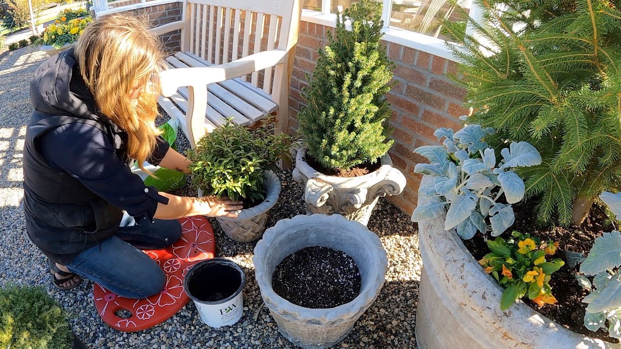 Strawberry Propagation Update, Sempervivums by the Pond & Evergreens for the Hartley!