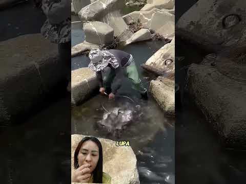 Sekali Tanggok, Ikan Langsung Banyak‼️