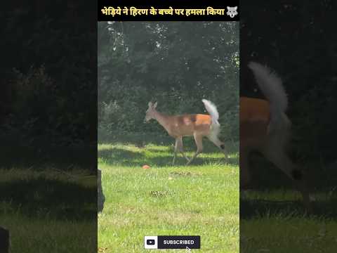 भेड़िये ने हिरण के बच्चे पर हमला किया ??| #animals #shorts