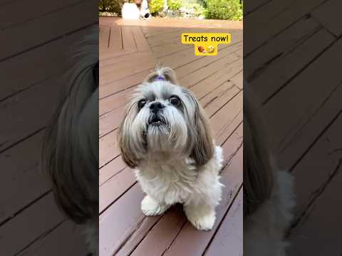 Shih Tzu Demands Treats and Offers a Paw! 🍖🐾