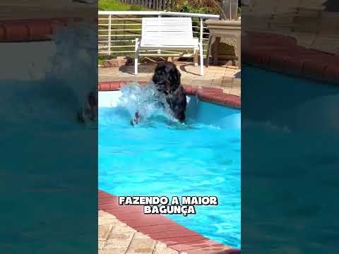 Proibido nadar… até a dona chegar 🐶💦