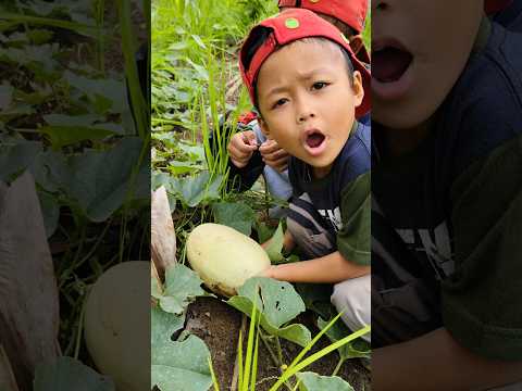 Menemukan timun mas raksasa 😱