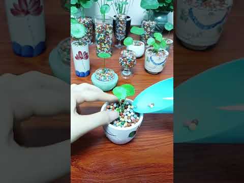 The dark green vase looks great with the pennywort! The leaves are like mini lotus leaves.