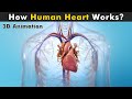 Functions and Anatomy of the Heart