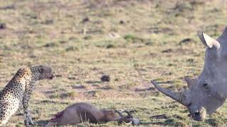 Rhino investigates a cheetah