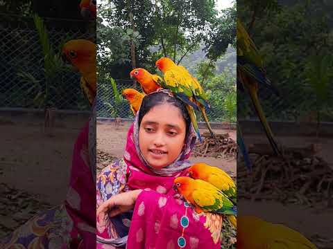 পাখি গুলো কে নিয়ে একটু ঘোরাঘুরি #poshapakhi #birds #parrot