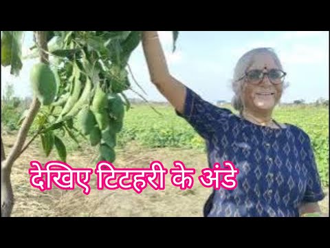 Farm house toure fruit garden