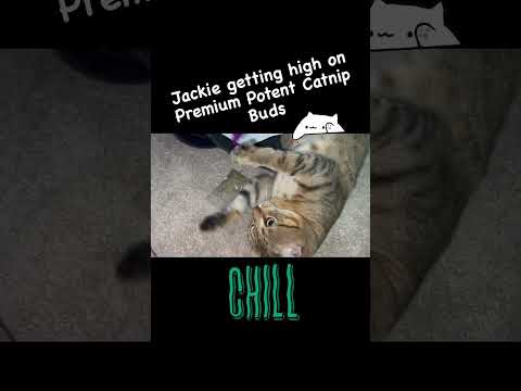 Jackie enjoying some premium catnip buds. #cat #catlife #catnip