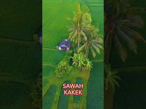 SAWAH KAKEK#sawah #sawahpetani #petani