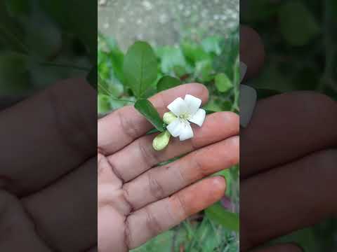 Kamini Kansan 🥰✨️ || #garden #terrace #trending #shorts #fyp #plants