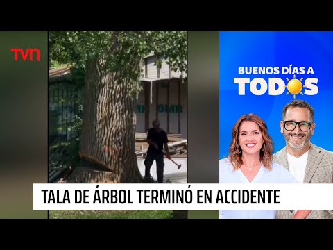Tala de árbol provocó grave accidente: Terminó cayendo sobre una casa | Buenos días a todos